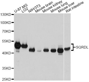 Western blot - SQRDL antibody (144-09256)