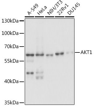 Western blot