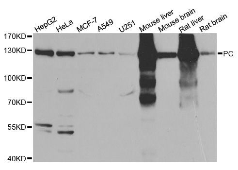 Western blot - PC antibody (144-06301)