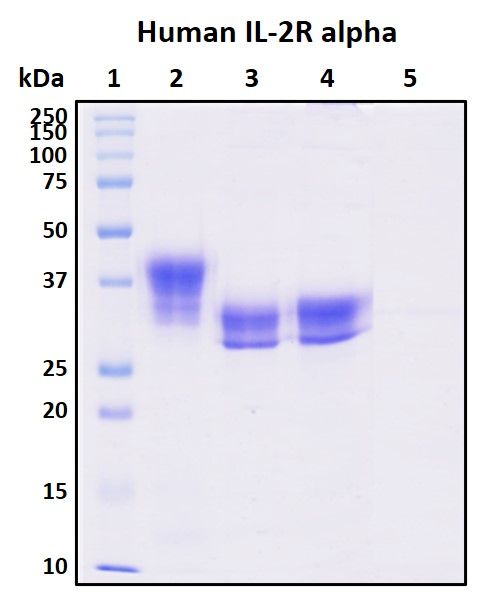 SDS-PAGE