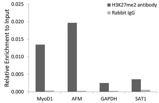 Chromatin Immunoprecipitation - DiMethyl-Histone H3-K27 pAb (144-02362)
