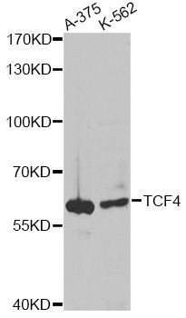 Western blot - TCF4 antibody (144-01141)