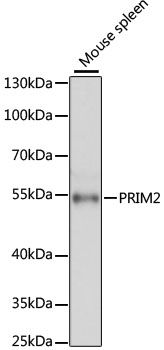 Western blot - PRIM2 antibody (144-011633)