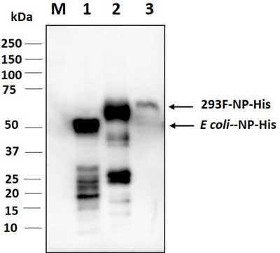 Western blot image