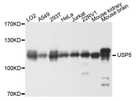 Western blot - USP5 antibody (144-04202)