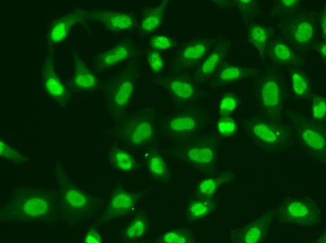 Immunofluorescence - APTX Polyclonal Antibody (144-05364)