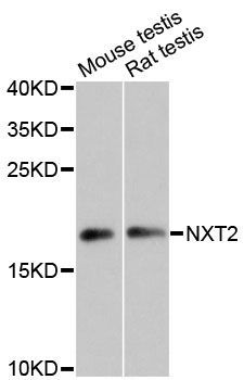 Western blot - NXT2 antibody (144-60492)