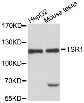 Western blot - TSR1 antibody (144-61400)