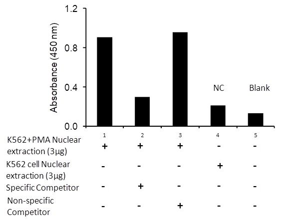 Transcription factor assay of c-Jun from nuclear extracts of K562 cells or K562 cells treated with PMA (50 ng/ml) for 3 hr with the specific competitor or non-specific competitor.