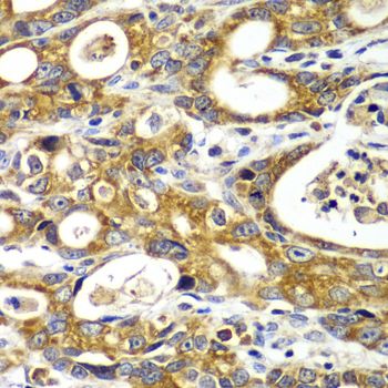 Immunohistochemistry - TOMM20 antibody (144-06774)