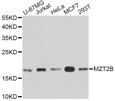Western blot - MZT2B antibody (144-09984)