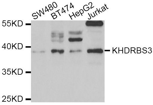 Western blot - KHDRBS3 Polyclonal Antibody (144-06637)