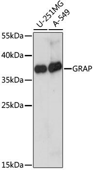 Western blot - GRAP antibody (144-015391)