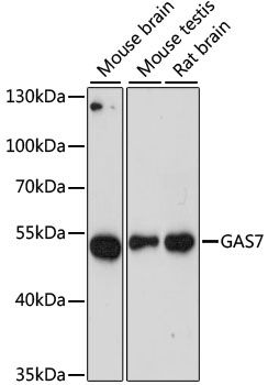 Western blot - GAS7 antibody (144-60596)