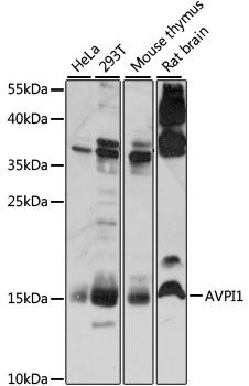 Western blot