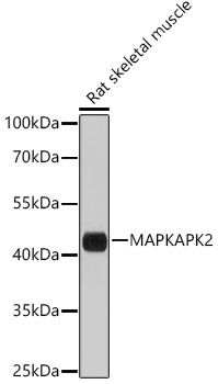Western blot