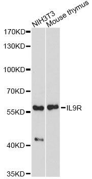 Western blot - IL9R antibody (144-61438)