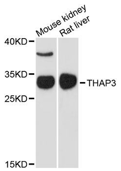 Western blot - THAP3 antibody (144-12899)