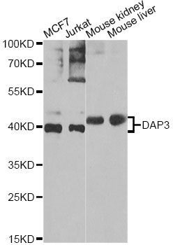 Western blot - DAP3 Antibody (144-07003)