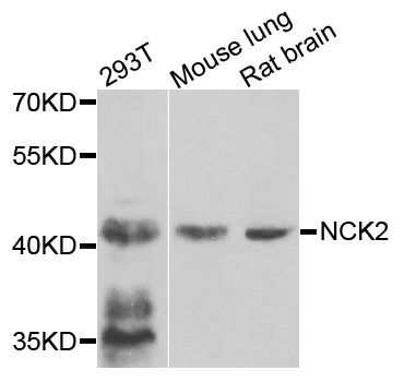 Western blot - NCK2 antibody (144-07750)