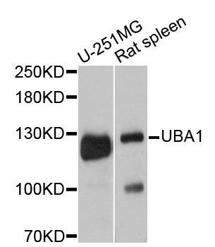 Western blot - UBA1 antibody (144-12359)