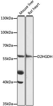 Western blot