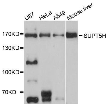 Western blot - SUPT5H antibody (144-09193)