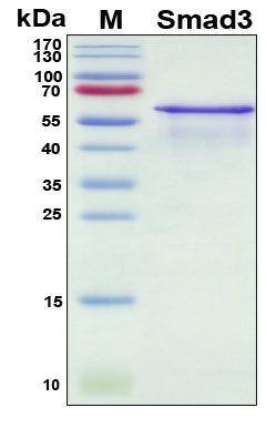 SDS-PAGE