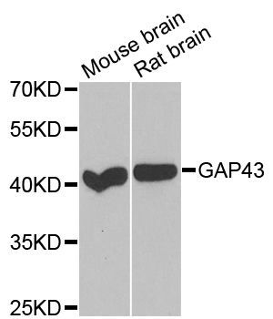 Western blot - GAP43 antibody (144-06376)