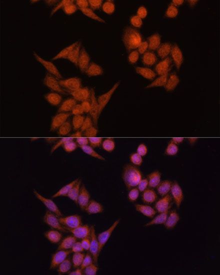 Immunofluorescence - OCLN antibody (144-02601)