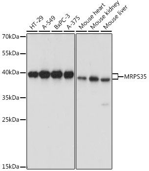 Western blot - MRPS35 antibody (144-015878)
