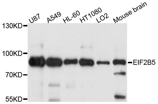 Western blot - EIF2B5 Polyclonal Antibody (144-010263)