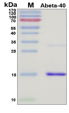 SDS-PAGE Image