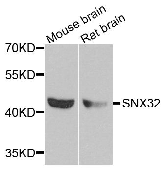 Western blot - SNX32 antibody (144-08006)