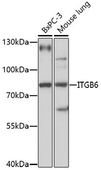 Western blot