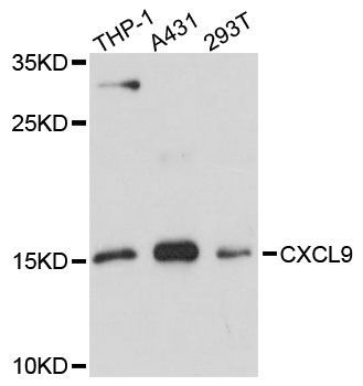 Western blot - CXCL9 antibody (144-61322)