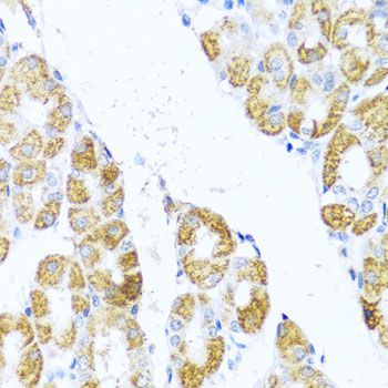 Immunohistochemistry - MOK antibody (144-01786)