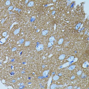 Immunohistochemistry - STX1A antibody (144-07931)