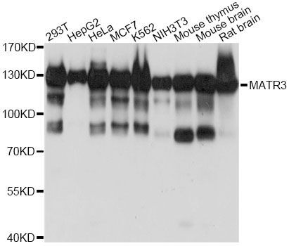 Western blot - MATR3 antibody (144-61426)