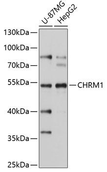Western blot