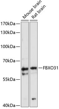 Western blot
