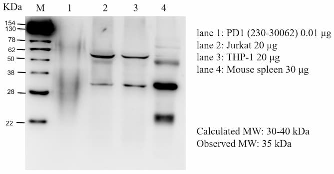 Western Blot Image