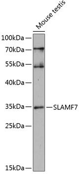 Western blot