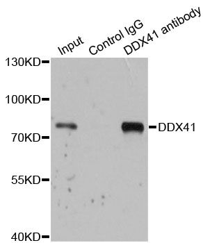 Immunofluorescence - DDX41 Polyclonal Antibody (144-06576)