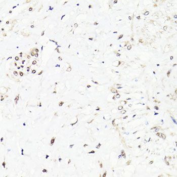 Immunohistochemistry - FKBP5 antibody (144-61373)