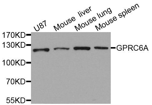 Western blot - GPRC6A antibody (144-08525)