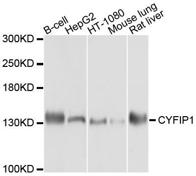 Western blot - CYFIP1 Polyclonal Antibody (144-10291)