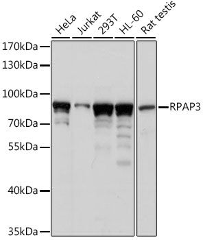 Western blot