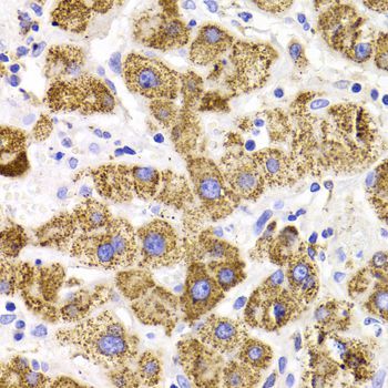 Immunohistochemistry - GATM Polyclonal Antibody (144-06598)