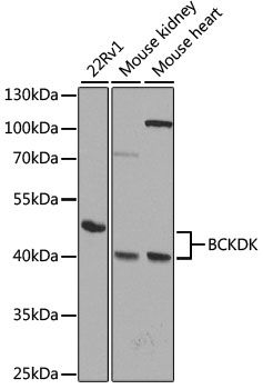 Western blot - BCKDK antibody (144-08184)